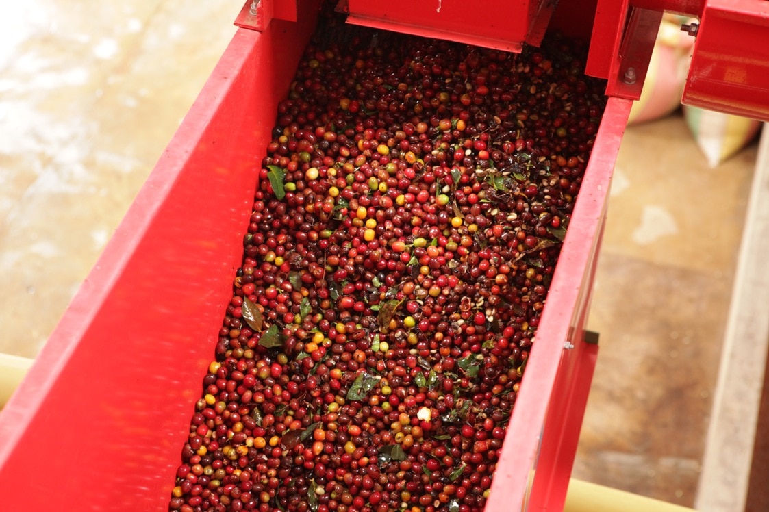 Nespresso central mill red cherries 