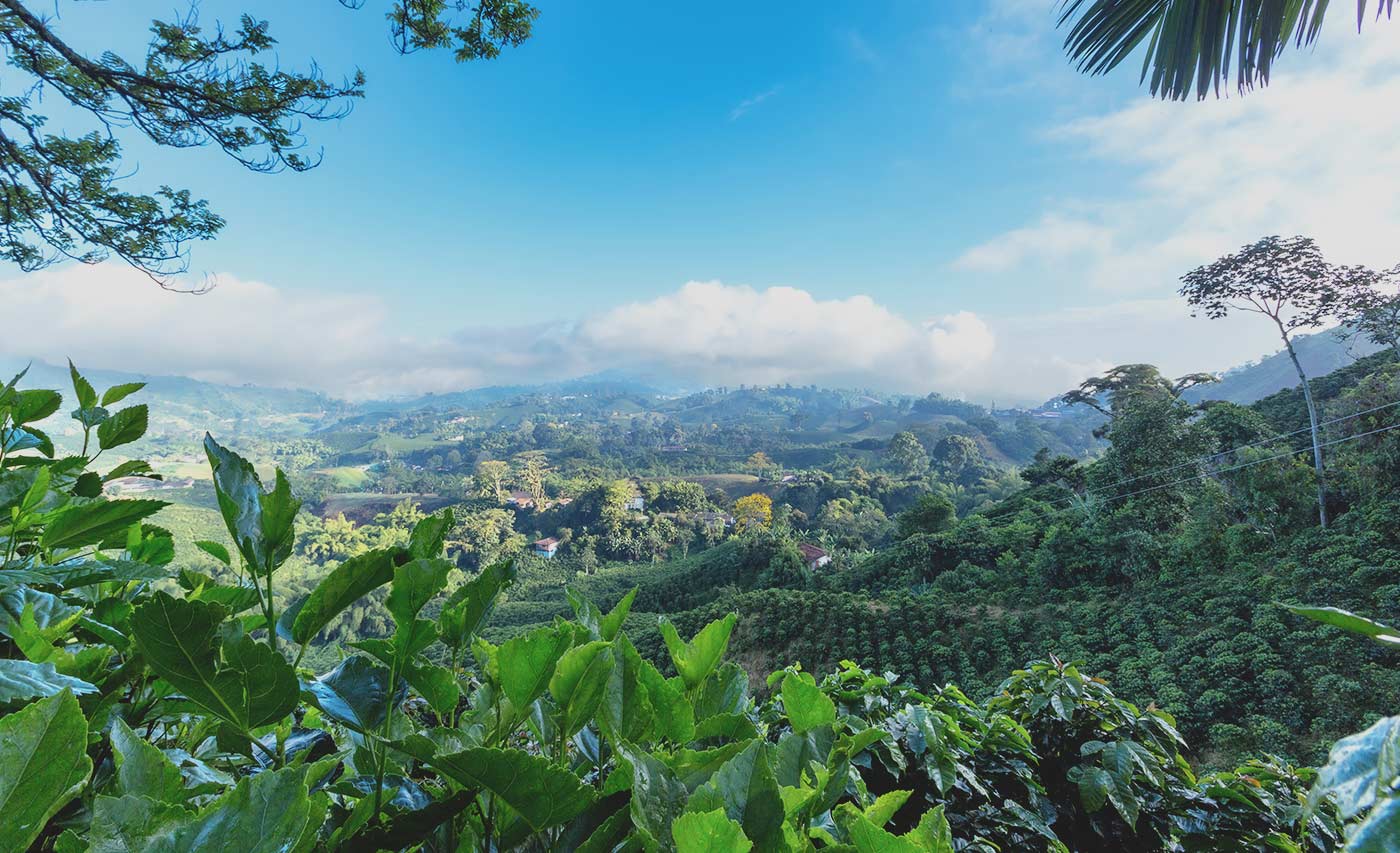 Coffee farm landscape in Eje Cafetero, also known as the coffee-growing axis, or the coffee triangle in Colombia.jpg