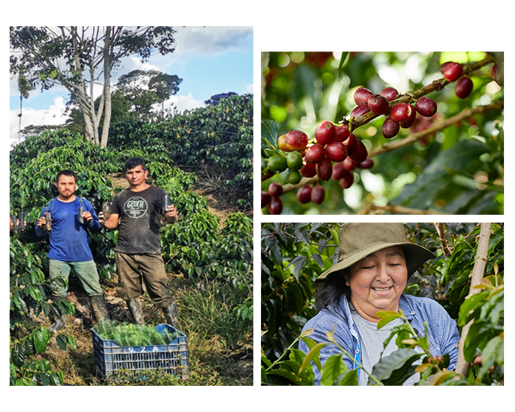 Montage Coffee Farming