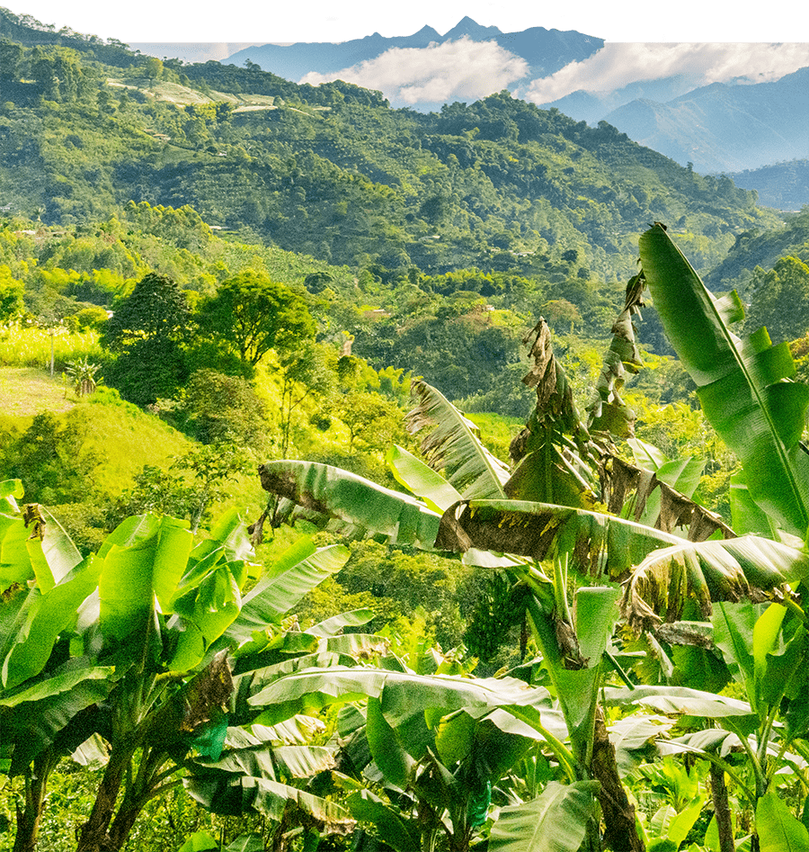 Aerial view of coffee farm in Guatemala